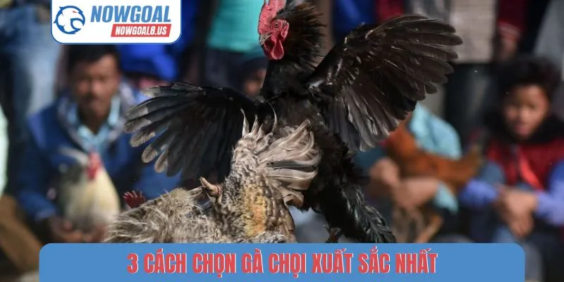 Đá Gà Thomo - Review 3 Cách Theo Dõi Tỷ Số Trên Nowgoal 3 cách chọn gà chọi xuất sắc nhất