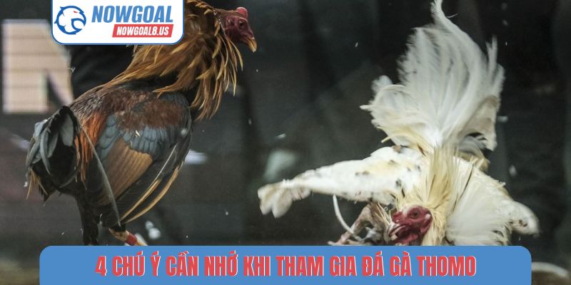 Đá Gà Thomo - Review 3 Cách Theo Dõi Tỷ Số Trên Nowgoal 4 chú ý cần nhớ khi tham gia đá gà Thomo