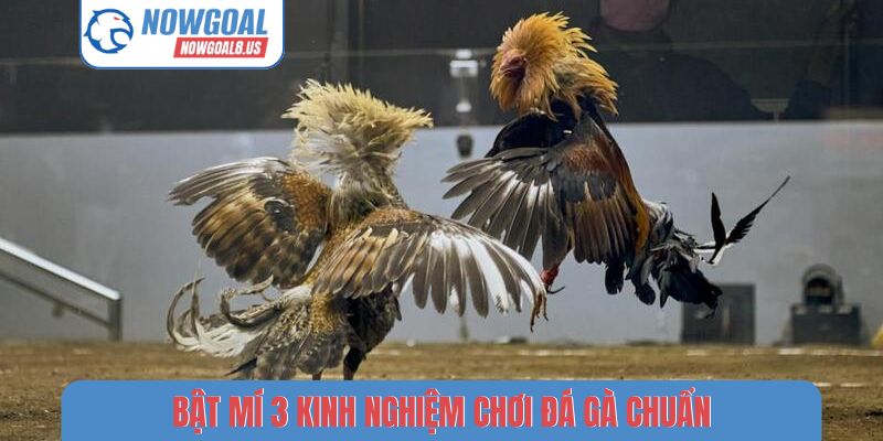 Kinh Nghiệm Chơi Đá Gà Nowgoal - Bí Thuật Chọn Chiến Kê Hay Bật mí 3 kinh nghiệm chơi đá gà chuẩn