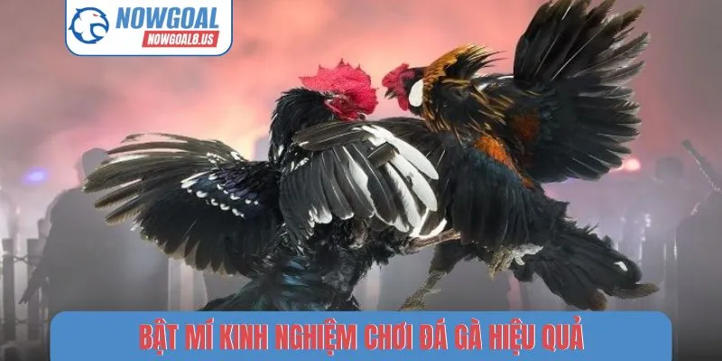Kinh Nghiệm Chơi Đá Gà Nowgoal - Bí Thuật Chọn Chiến Kê Hay Bật mí kinh nghiệm chơi đá gà hiệu quả