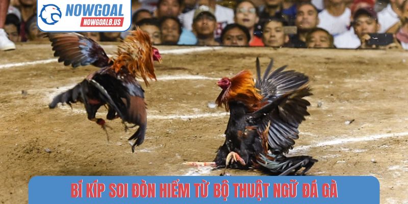 Thuật Ngữ Đá Gà - Giải Mã 5 Từ Khóa Phổ Biến Tại Nowgoal Bí kíp soi đòn hiểm từ bộ thuật ngữ đá gà