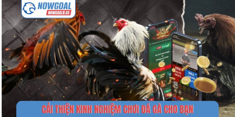 Kinh Nghiệm Chơi Đá Gà Nowgoal - Bí Thuật Chọn Chiến Kê Hay Cải thiện kinh nghiệm chơi đá gà cho bạn