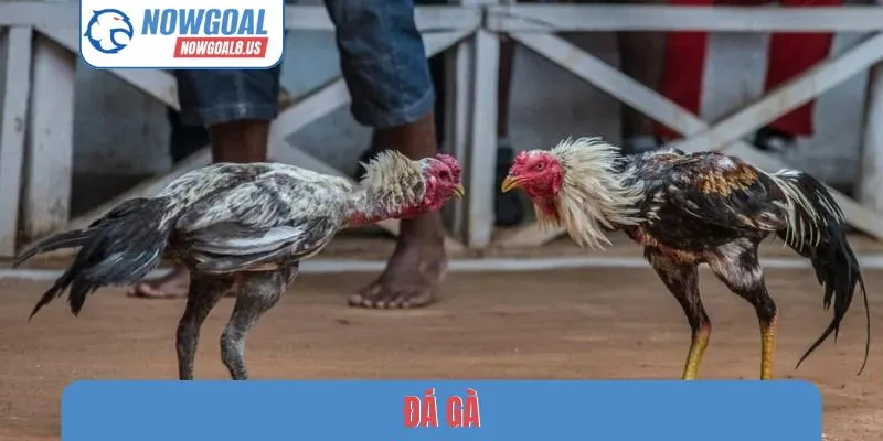 Kinh Nghiệm Chơi Đá Gà Nowgoal - Bí Thuật Chọn Chiến Kê Hay Kinh nghiệm chơi đá gà