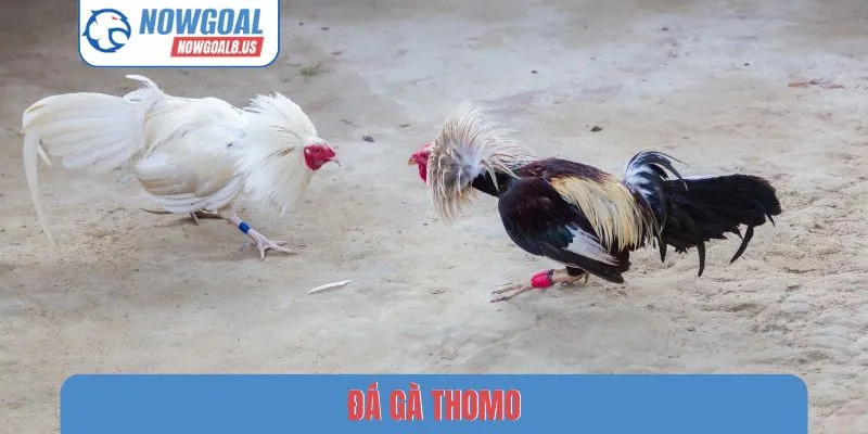 Đá Gà Thomo - Review 3 Cách Theo Dõi Tỷ Số Trên Nowgoal Đá gà Thomo