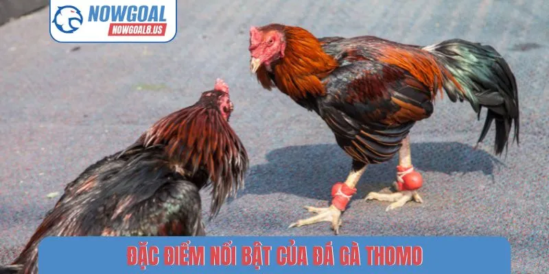 Đá Gà Thomo - Review 3 Cách Theo Dõi Tỷ Số Trên Nowgoal Đặc điểm nổi bật của đá gà Thomo
