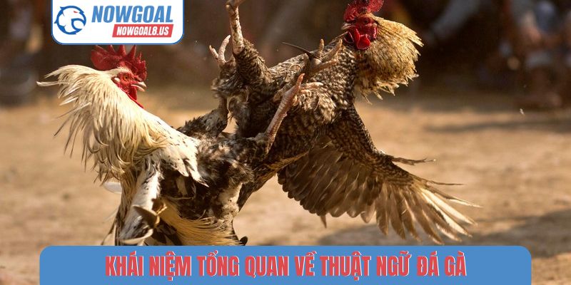 Thuật Ngữ Đá Gà - Giải Mã 5 Từ Khóa Phổ Biến Tại Nowgoal Khái niệm tổng quan về thuật ngữ đá gà