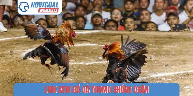 Link Xem Đá Gà Thomo Không Chặn - Theo Dõi Nowgoal Mượt Mà Link xem đá gà thomo không chặn
