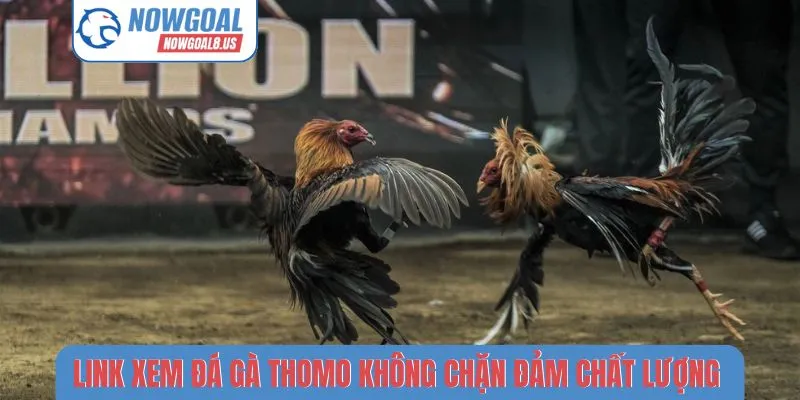 Link Xem Đá Gà Thomo Không Chặn - Theo Dõi Nowgoal Mượt Mà Link xem đá gà Thomo không chặn đảm chất lượng tuyệt đối