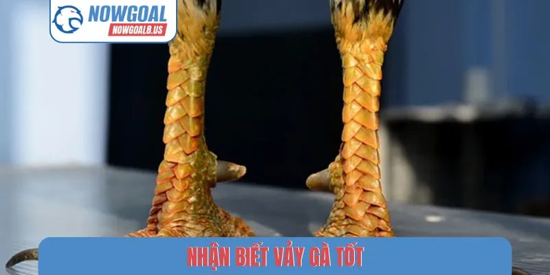 Nhận Biết Vảy Gà Tốt - Kỹ Thuật Chọn Chiến Kê Trên Nowgoal Nhận biết vảy gà tốt