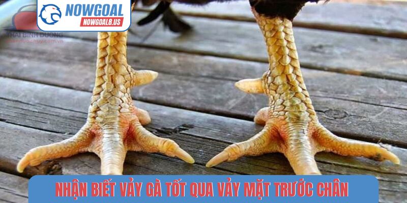 Nhận Biết Vảy Gà Tốt - Kỹ Thuật Chọn Chiến Kê Trên Nowgoal Nhận biết vảy gà tốt qua vảy mặt trước chân
