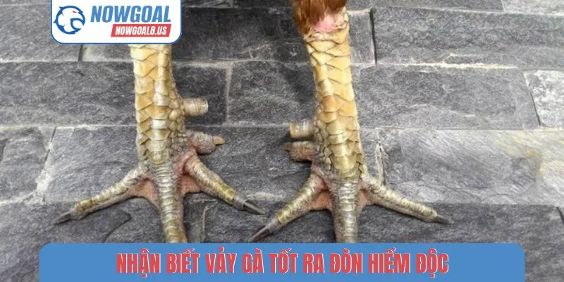 Nhận Biết Vảy Gà Tốt - Kỹ Thuật Chọn Chiến Kê Trên Nowgoal Nhận biết vảy gà tốt ra đòn hiểm độc