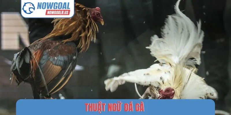 Thuật Ngữ Đá Gà - Giải Mã 5 Từ Khóa Phổ Biến Tại Nowgoal Thuật ngữ đá gà
