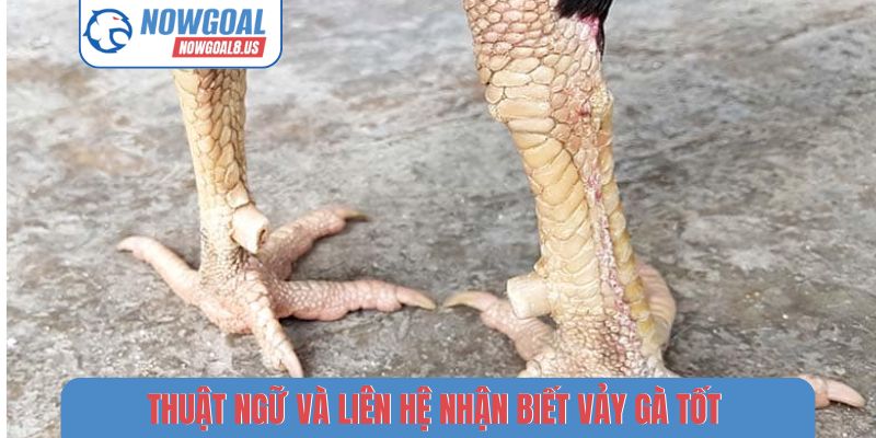 Nhận Biết Vảy Gà Tốt - Kỹ Thuật Chọn Chiến Kê Trên Nowgoal Thuật ngữ và liên hệ nhận biết vảy gà tốt