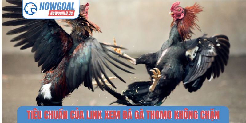 Link Xem Đá Gà Thomo Không Chặn - Theo Dõi Nowgoal Mượt Mà Tiêu chuẩn của link xem đá gà Thomo không chặn